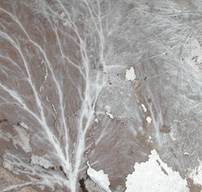 Vitaler Befall mit schneeweißen Strängen im weniger ausgeprägten Oberflächenmycel eingebettet an der Unterseite einer Gipskartonplatte. Foto: Rüpke