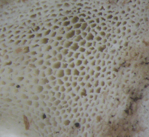 Fruchtkörper, Breitsproiger Weißer Porenschamm, Antrodia vaillantii mit 2-4 Poren / mm mit unregelmäßigen eckigen Poren. Foto: Rüpke