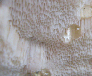 Poren bei der Reihigen Tramete 2-4 pro mm bis 20 mm tief , die Fruchtschicht ist geschichtet. Foto: Rüpke