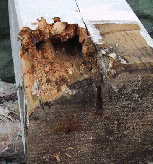 Dieser am Fuß pilzfaule Tragbalken eines Balkons diente als Insektenhaus
