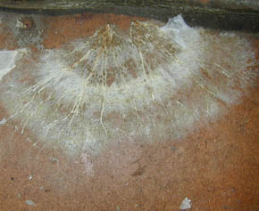 Brauner Kellerschwamm, im jungen Zustand weiß, unter Bodenbelag auf Spanplatte