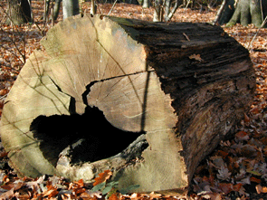 Was bei der Forstwirtschaft überbleibt, ist Brennholz