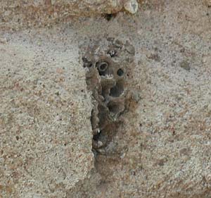 "Mörtelbiene" wird diese Art der Grabwespe im südlichen Afrika genannt. In losen Mörtelfugen von Mauerwerk gräbt sie Nisthöhlen, die sie mit Lehm verbaut. Das Insekt zerstört dabei nichts, was nicht schon marode war.