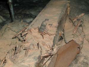 Zerstörungswerk der Hausbocklarven: völlig zerstörte, tragende Holzbauteile bilden eine Gefahr für Leib ud Leben. Foto: Dr. Kürsten