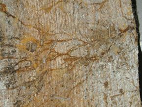 Phellinus spp. auf der Nadelholzdielung eines Dachbodens, darüber mit Schäden an der Dachdeckung.