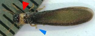 Geflügeltes Exemplar der Kalotermes flavicollis, jetzt wissen wir warum die Termiten auch "gelber Hals" genannt werden (roter Pfeil). Sehr charakteristisch, auch im Gegensatz zu den Ameisen, ist diesen Tieren ist der gelbe Farbton der Beine (blauer Pfeil), farblich passend zum Hals. Sie erreichen bis zu 11 mm Länge, wobei mehr als 50% der Länge auf die Flügel zurückgeht. Nach dem Hochzeitsflug, vorausgesetzt er war erfolgreich, verlieren sie ihre Flügel und sorgen primär für die Fortplanzung. Foto: Óscar G. Prieto.