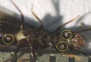 Milben im hinteren Teil (Unterkörper) einer geflügelten Reticulitermes grasssei. Sie sind klare Anzeichen von Verkleinerung der Kolonie. Diese Parasiten, die häufig bei Kolonien in Gefangenschaft auftreten (z.B. im Labor), sind bei natürlichen Kolonien untypisch, da Säuberung und letztendlich, der Umzug eines Botschafterkerns zu anderen Ernährungsquellen von den Termiten angewandte Methoden sind, um das Auftreten von Milben zu verhindern. Man untersucht eine biologische Methode der Eindämmung durch Milben, aber das Ausrotten einer Kolonie ist damit schwer möglich. 