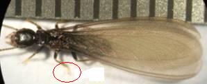 Geflügeltes Exemplar der Reticulitermes grassei. Während der Monate Februar und April läuft die Aktivität in den Termitenbauten auf Hochtouren. Eine bestimmte Anzahl von Termiten (abhängig von der Größe der Kolonie) bekommt Flügel und eine dunkle Farbe. Ihre Größe erreicht eine Länge von ungefähr 9 mm, wovon 70% auf die Flügel zurückgehen. Sie versammeln sich im Termitenbau, um, wenn die Licht- und Temperaturbedingungen ideal sind, den Hochzeitsflug oder "Schwarm" zu beginnen. Foto: Óscar G. Prieto.