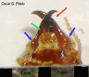 Die markoskopischen Erkennungsmerkmale der Soldaten der K. lavicollis: ->marginale Zähne (roter Pfeil); ->äußere Protuberanz (blauer Pfeil); -> Clypeus behaart und rechteckig (grüner Pfeil). Foto: Oscar G. Prieto.