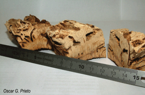 Baumholzstücke mit den typishen Gängen von Trockenholztermiten. Foto: Oscar G. Prieto.