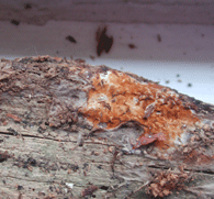 Wilder Hausschwamm am liegenden Totholz (Kiefer), junger ausgetrockneter Fruchtkörper.