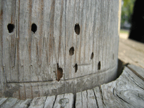 Balkenschichtholz mit Hausbockbefall (Gebäudestütze außen, BSH mit Universalkeilverzinkung). Foto: Rüpke