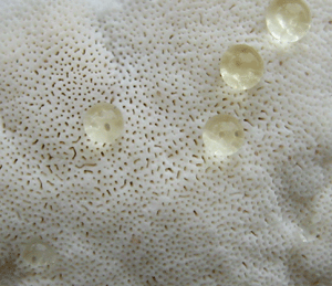 Fruchtkörper, Schmalsporiger Weißer Porenschwamm, Antrodia sinuosa, 1-3 Poren / mm, unregelmäßig und abgerundet, Foto: Rüpke