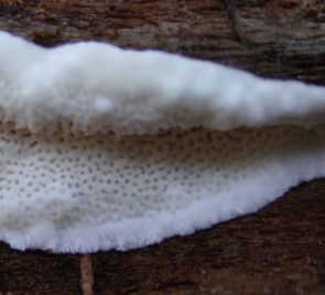 junger Fruchtkörper des Weißen Porenschwamms, Antrodia spp. Foto: Rüpke