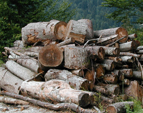 Nicht verwertbares Fällholz wird Brennholz
