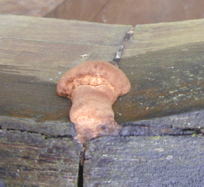 Der Eichenwirrling, Daedalea quercina in der Untersicht. Oben die kleinere Konsolenform unten die längliche Leistenform.