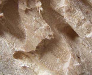 Das Fraßbild der Hausbocklarve erzeugt am Holz typische Riffelmarken, weil sich die Larve beim Fressen auch zu den Seiten hin bewegt. Foto: Rüpke
