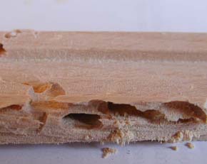 Möbelstück aus Buchenholz (mit einer Holzfeuchte von 8%) befallen vom Aschgrauen Abendbock, Hesperophanes cinereus. Die Befallsspuren ähneln denen des Hausbocks. Herkunftsland: vermutlich Balkan. Foto: Rüpke