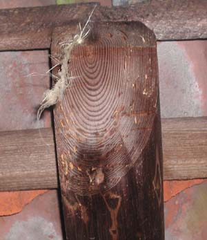 Auch ein Indiz auf einen vorausgegangenen Hausbockbefall: Die Schnabelhiebe des Spechtes zeigen den Befallsbereich am Querschnitt des Dachsparrenkopf an, nur der Kern ist nicht schmackhaft genug. Foto: Rüpke