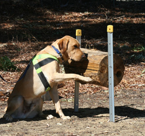 Hausbock-Suchhund Jed bei der Ausbildung