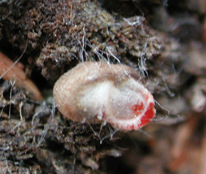 Lycogala epidendrum, nicht ausgereift und durch einen anderen Pilz befallen.
