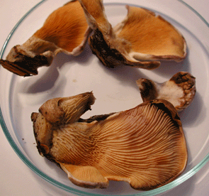 Muschelkrempling (Gruben- / Fächerschwamm), Paxillus panuoides, ohne Stiel mit Krempe am Holz auswachsend. Wird mit Seitlingen, Pleurotus sp. verwechselt.