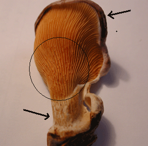 Muschelkrempling von unten: typisch, die stiellose Ohrform mit Krempe, und die Anastomosen (Kreis). 
