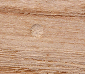 Bei Ausbildung der Fraßgänge sind Gänge, die quer zur Faserrichtung des Holzes angelegt werden, selten. Diese sind als "Wechselgänge" nötig, um neue Gänge in Faserrichtung zu erschliessen