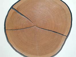 Beim Trocknen schwindet Holz besonders tangential (==>Rissbildung) und radial (==>Schrumpfung).