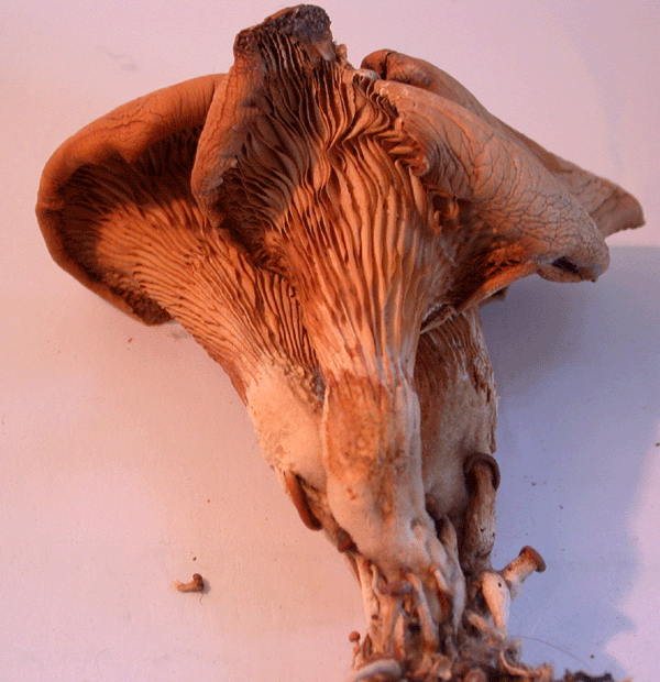 Lungenseitling, Pleurotus pulmonarius, älterer getrockneter Fruchtkörper. Ansicht von vorn (7 cm Höhe)