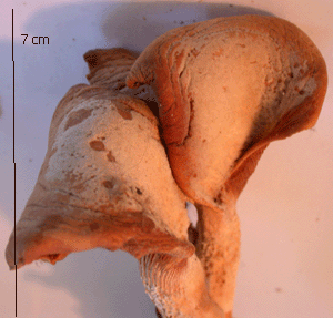 Lungenseitling, Pleurotus pulmonarius, gleicher Fruchtkörper Ansicht von hinten.