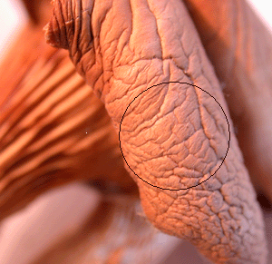 Lungenseitling, Pleurotus pulmonarius, gleicher Fruchtkörper, der Hut hat ein Relief das dem der Lunge ähnelt