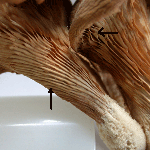 Lungenseitling, Pleurotus pulmonarius, die Lamellen haben eine glatte Schneide und werden zum Hut hin leicht wellig.