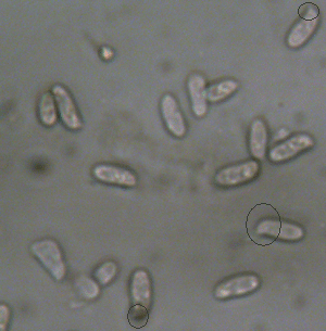 Lungenseitling, Pleurotus pulmonarius, hyaline Basidiosporen, 2,5-5 x 7-10xm, zylindrisch bis gestreckt elliptisch, mit erkennbarem Apikulus.