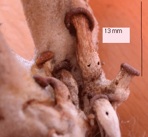 Lungenseitling, Pleurotus pulmonarius, trockene junge Fruchtkörper (der größere mit 13 mm Stiellänge) 