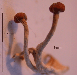 Lungenseitling, Pleurotus pulmonarius, trockene junge Fruchtkörper (7 und 9 mm Stiellänge) 