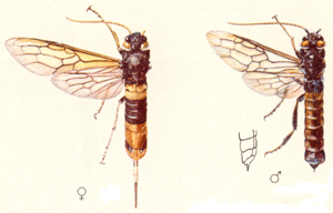 Riesenholzwespe, Urocerus gigas (greater horntail wasp), Larven in Nadelholz, 12-40mm. Qu.: Jean Pierre Vité, Die holzzerstörenden Insekten Mitteleuropas, Göttingen 1953