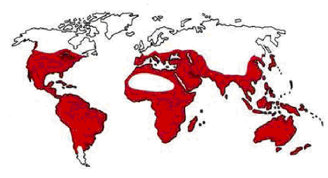 Ausbreitung der Termiten in der Welt