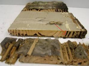 Typisches Schadensbild in "Buchform", ähnlich einer Struktur von Buchseiten. Genau wie Xestobium rufovillosum, hinterlassen Termiten in vielen Bereichen das Spätholz, ohne es zu vernichten.
