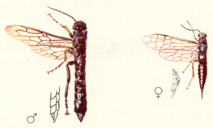 l.: Tremes magus, Larven in Ei, Bu, Ab, Bi, 15-35mm . Qu.: Jean Pierre Vité, Die holzzerstörenden Insekten Mitteleuropas, Göttingen 1953