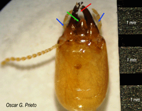Die makroskopischen Erkennungsmerkamle eines Soldaten der R. lucifugus: ->keine marginalen Zähne (roter Pfeil); ->keine äußere Protuberanz (blauer Pfeil); ->dreieckiges Clypeus mit wenig Haaren (grüner Pfeil). Foto: Oscar G. Prieto