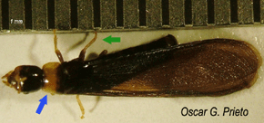 Die geflügelten Exemplare der K. flavicollis sind über 11 mm groß. Charakteristisch für sie sind ein gelbes Pronotum (gelber Hals) und gelbe „Gummistiefel“. Foto: Oscar G. Prieto