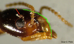 Die Position ihres Postclypeus unterscheidet sich von den geflügelten unterirdischen Termiten. Der Ocellus (roter Pfeil) ist praktisch rund und liegt direkt neben dem Auge. Foto: Oscar G. Prieto.