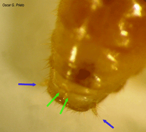 Die seitlichen Anhängsel (blaue Pfeile) am Hinterleib einer Arbeiterin der Reticulitermes lucifugus sind den mittleren (grüne Pfeile) ähnlich, nur schlanker. Foto: Oscar G. Prieto