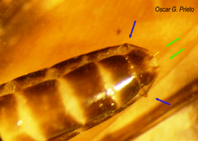 Bei der geflügelten K. flavicollis kann man am Ende des langen Hinterleibs deutlich ihre vier Anhängsel erkennen. Die zwei seitlichen sind wesentlich weniger ausgeprägt (blaue Pfeile) als die mittleren (grüne Pfeile) . Foto: Oscar G. Prieto