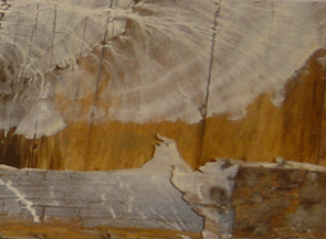 Weißer Porenschwamm, Befall an nicht unterkellertem Fußbodenaufbau. Foto: Rüpke
